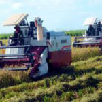 Proyecta la Agricultura ampliar estrategias de siembra de arroz en 2026