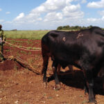 Agricultura avileña enfrenta contingencias