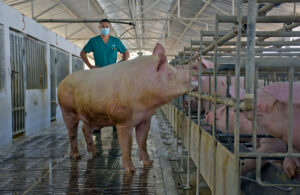 Lee más sobre el artículo More Heartbeats from D’Tres