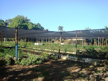 Agricultura Urbana, Suburbana y Familiar potencia la producción alimentaria en Morón