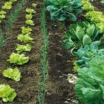 Abogan por impulso de técnicas agroecológicas