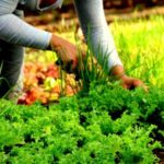 Apelan a la ciencia y la técnica en la agricultura de Morón