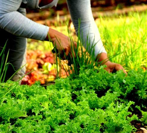 Lee más sobre el artículo Apelan a la ciencia y la técnica en la agricultura de Morón