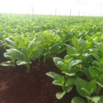 El tabaco vuelve a todos los municipios avileños