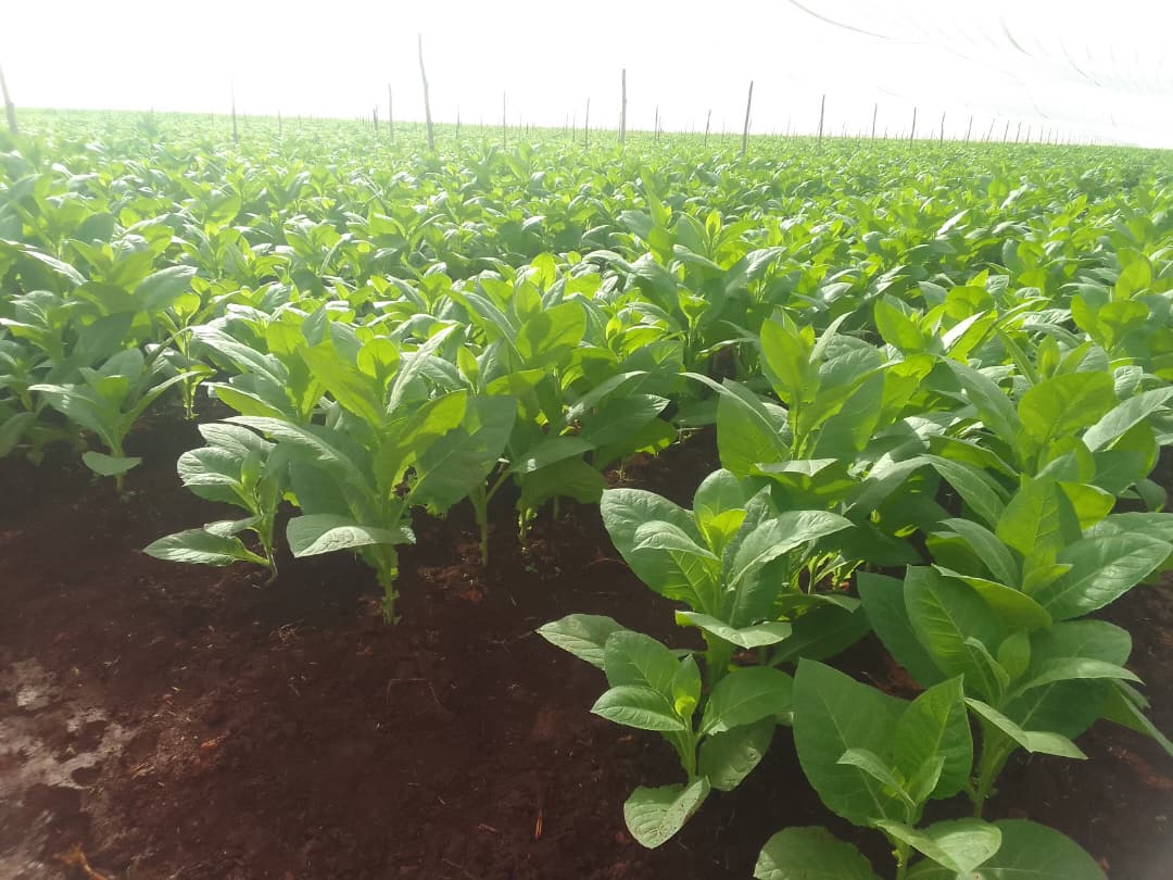 En este momento estás viendo El tabaco vuelve a todos los municipios avileños