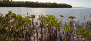 Lee más sobre el artículo Avanza proyecto de adaptación climática en costa sur de Cuba