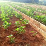 Trabajan para fortalecer la autonomía alimentaria en Ciego de Ávila