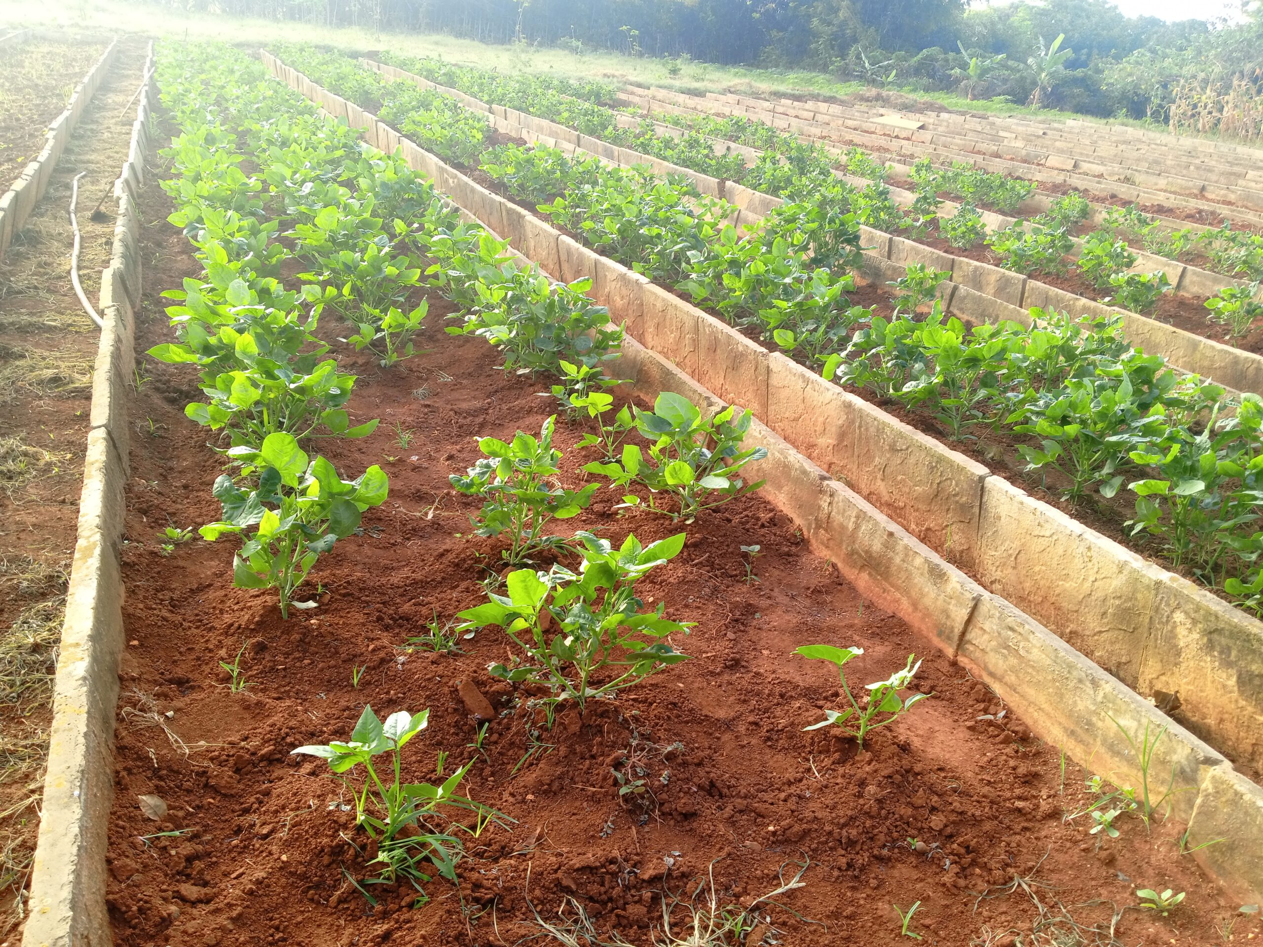Lee más sobre el artículo Working to Strengthen Food Autonomy in Ciego de Ávila