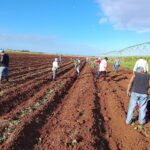 Morón celebra el Día de la Mujer… en los surcos