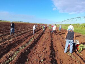 Morón celebra el Día de la Mujer… en los surcos