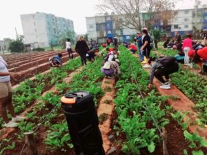 Lee más sobre el artículo Juventud avileña protagoniza jornada de trabajo voluntario