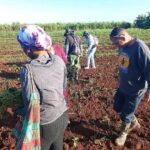 Desarrollan jornada de trabajo voluntario en la agricultura
