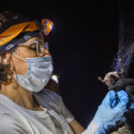 Destacan acciones para la preservación de los murciélagos