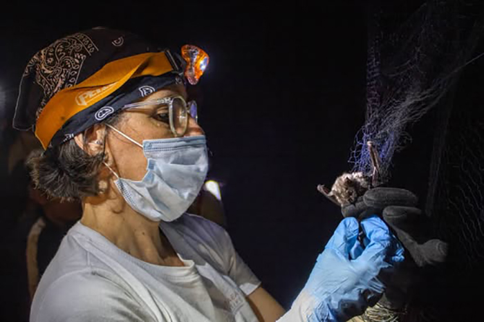 Lee más sobre el artículo Destacan acciones para la preservación de los murciélagos