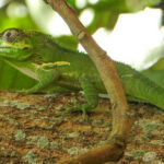 Realizan investigaciones científicas en área protegida avileña