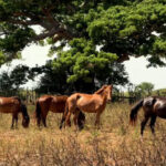 Reciben vacunas veterinarias cubanas Premio a la Innovación 2025