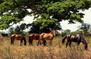 Lee más sobre el artículo Cuban Veterinary Vaccines Receive 2025 Innovation Award