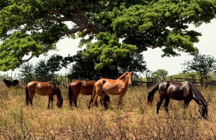 Lee más sobre el artículo Reciben vacunas veterinarias cubanas Premio a la Innovación 2025