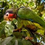 Insisten en conservación del hábitat natural de la fauna silvestre