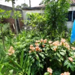 Incentivan la agricultura familiar en Morón