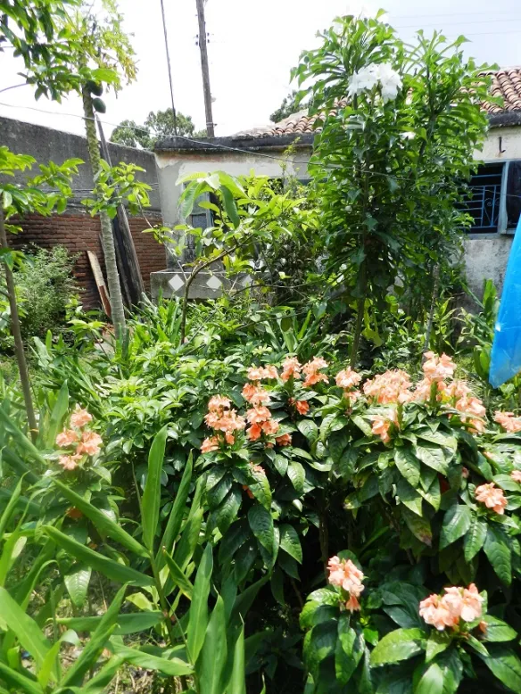 En este momento estás viendo Incentivan la agricultura familiar en Morón