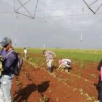 Voluntary Day to Celebrate Anniversaries of Pioneers and Youth