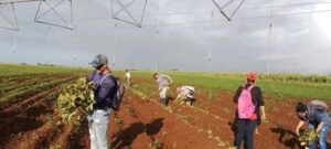 Jornada voluntaria para celebrar aniversarios de los pioneros y jóvenes