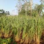 El Centro de Bioplantas avileño lidera una investigación sobre la caña de azúcar