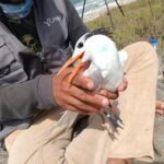 GPS en aves marinas, un hito en Cuba