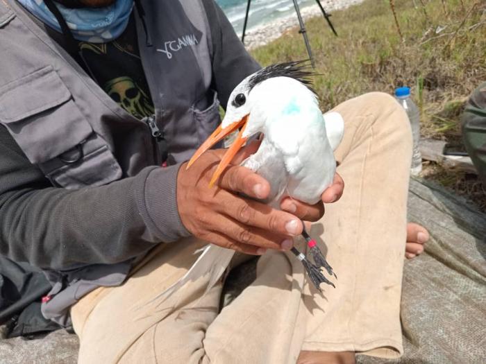 En este momento estás viendo GPS en aves marinas, un hito en Cuba