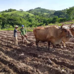 Apuestan por la conservación de los suelos en Ciego de Ávila
