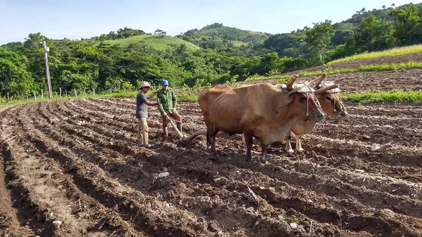 Lee más sobre el artículo Apuestan por la conservación de los suelos en Ciego de Ávila