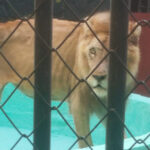Panchito, el león que Ciego de Ávila rescató del abandono