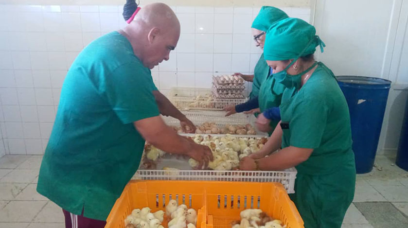 En este momento estás viendo Reanudan producción avícola en unidad de Ciro Redondo