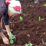 Ciego de Ávila apuesta por superar las 1 500 hectáreas de tabaco en la presente campaña