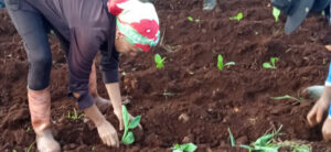 Ciego de Ávila apuesta por superar las 1 500 hectáreas de tabaco en la presente campaña