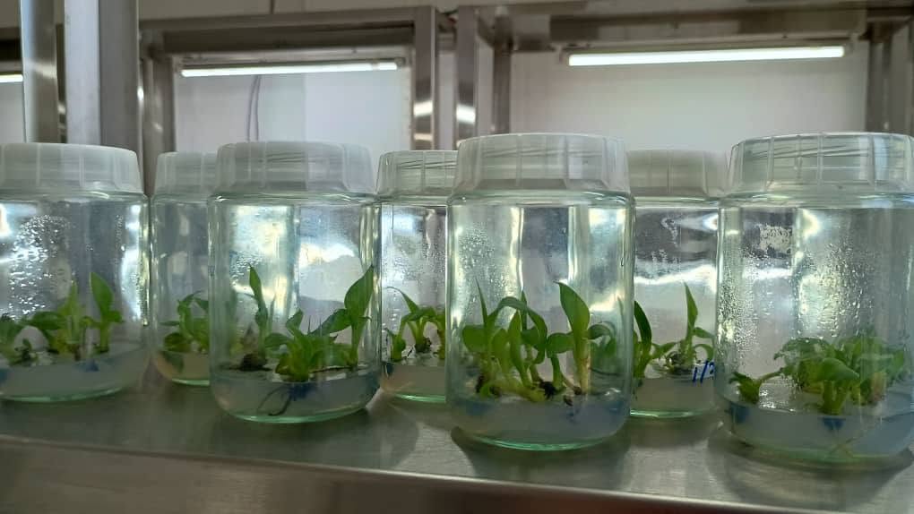 Lee más sobre el artículo Logra el Centro de Bioplantas primeros resultados en semillas biotecnológicas de plátano