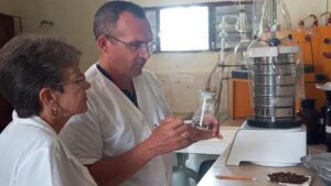 Avileños convierten algas marinas en fertilizante para rehabilitar dunas costeras